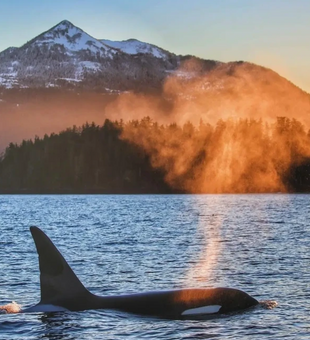 Catch the splash of a lifetime on our Sitka tours!